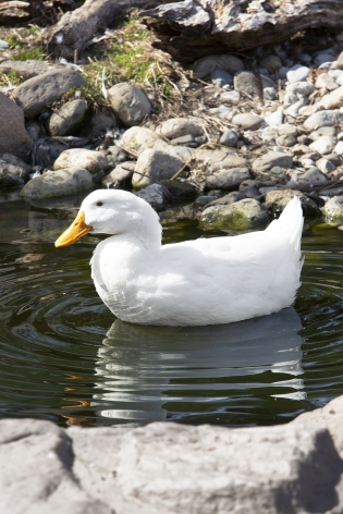 Roe Ethridge, White Duck, 2014